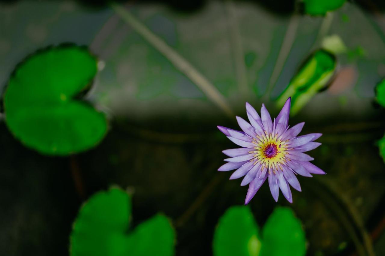 Jungle Lotus Villas Ubud  Exterior photo